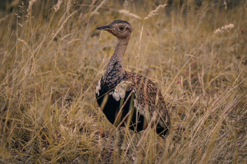 a bird standing in a field of tall grass yx_