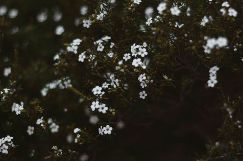 close up photo of white cluster flowers