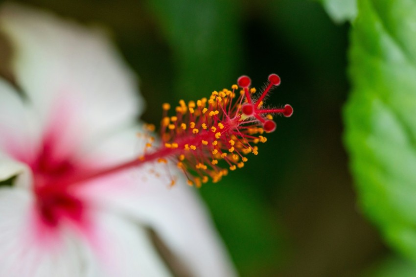 a close up of a pink and white flower