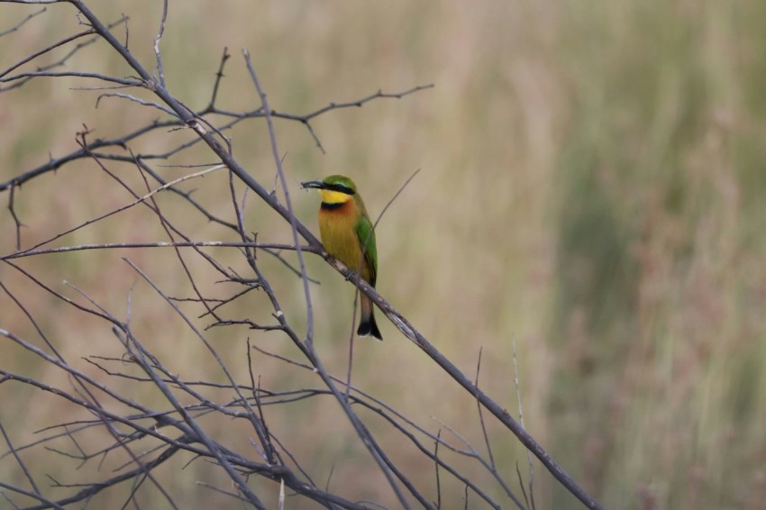 a small bird perched on a tree branch