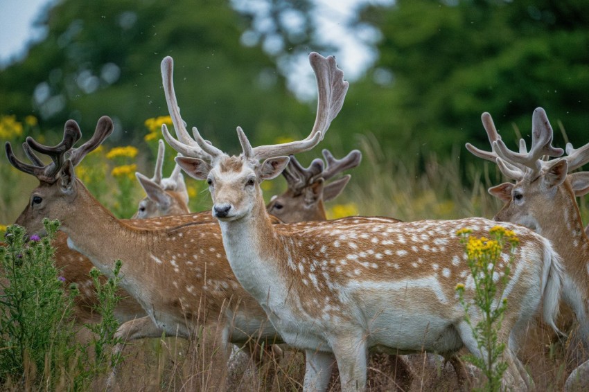 a herd of deer standing on top of a grass covered field