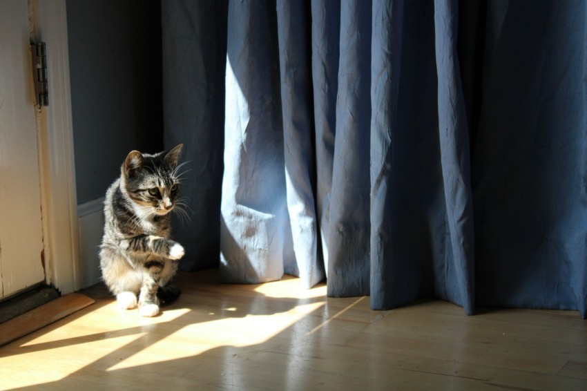 a cat sitting on the floor in front of a curtain