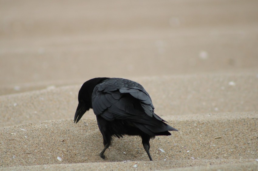 a black bird standing on top of a sandy beach