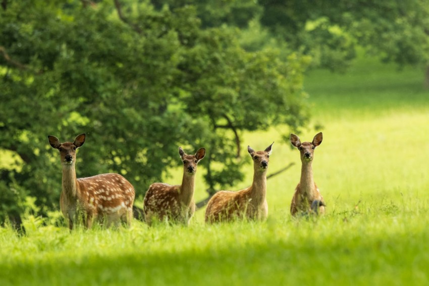 a herd of deer standing on top of a lush green field