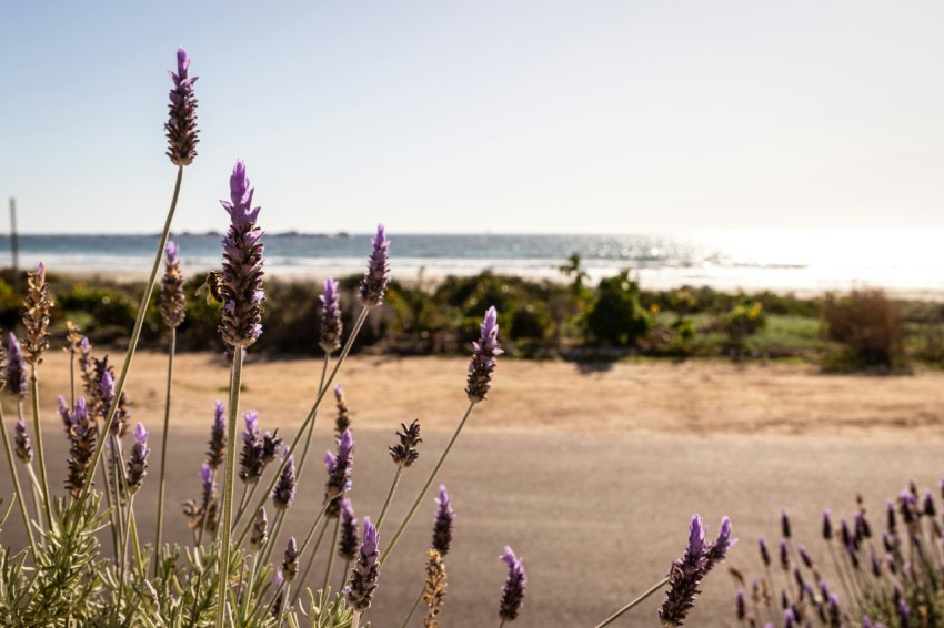 a bunch of purple flowers sitting on the side of a road xcfN70r