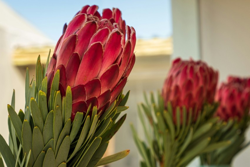 a close up of three flowers in a vase