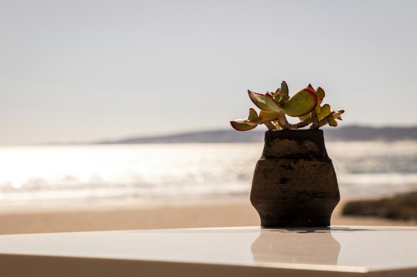 a small vase with a small plant in it