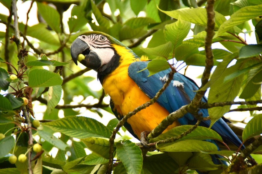 a blue and yellow parrot sitting in a tree