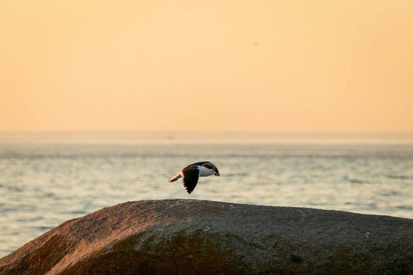 a bird flying over a large rock near the ocean