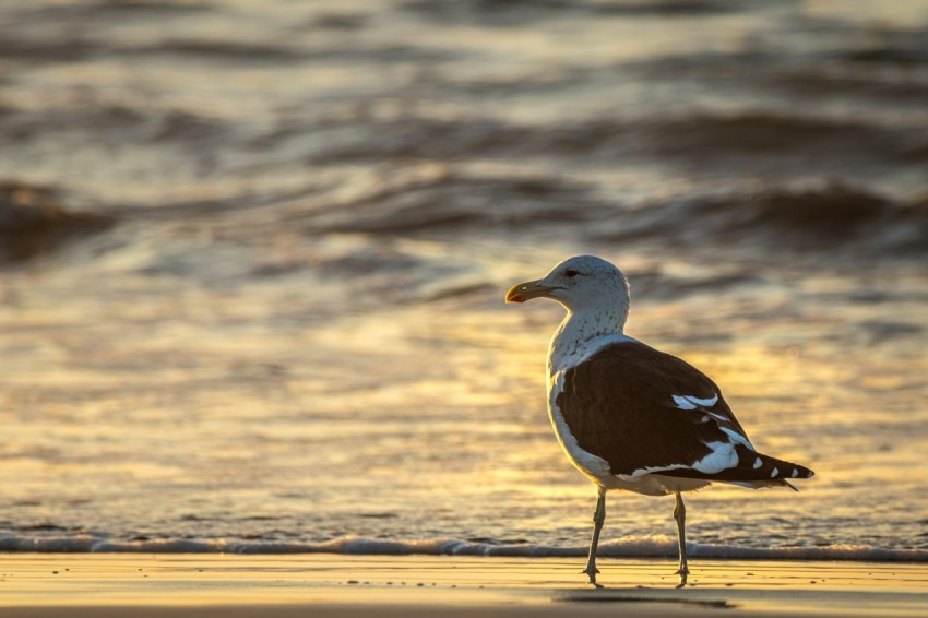 a seagull standing on the beach at sunset QxSoKb7