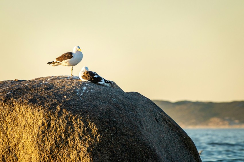 two seagulls sitting on top of a rock near the ocean