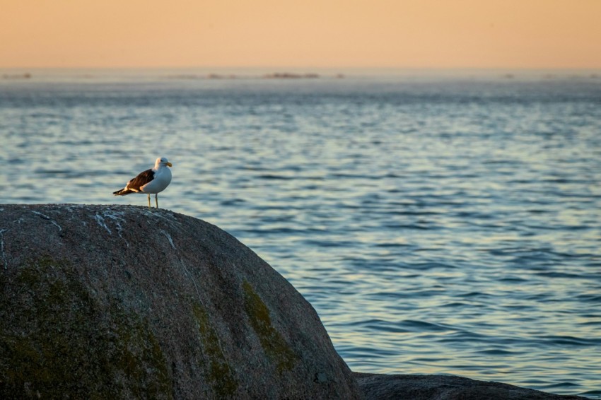 a seagull sitting on top of a rock near the ocean