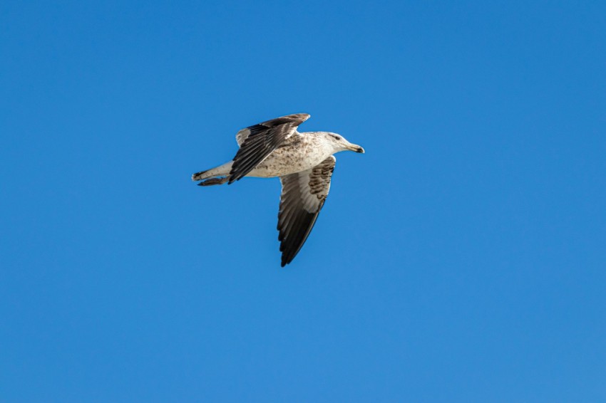 a seagull flying through a blue sky