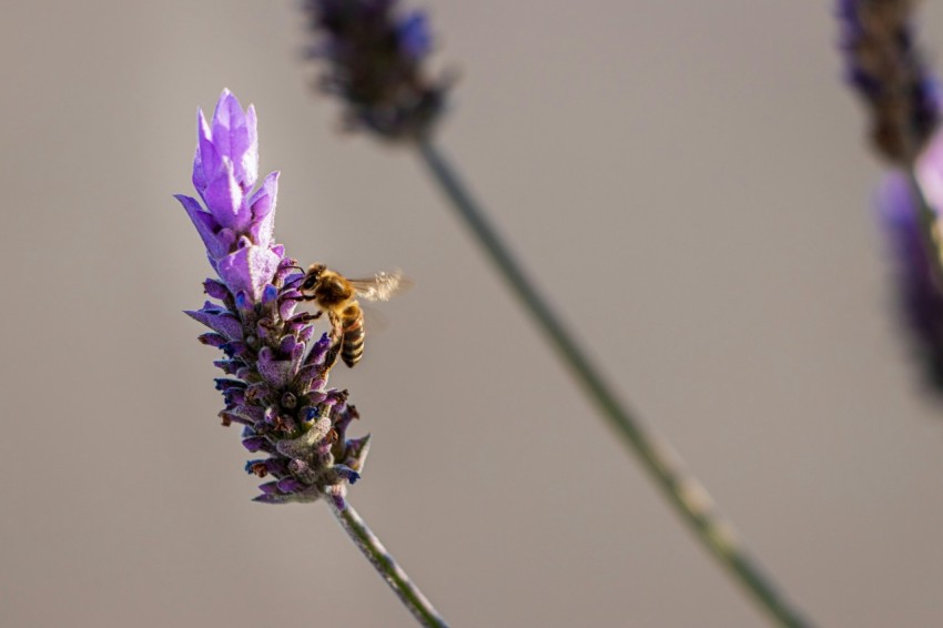 a close up of a purple flower with a bee on it