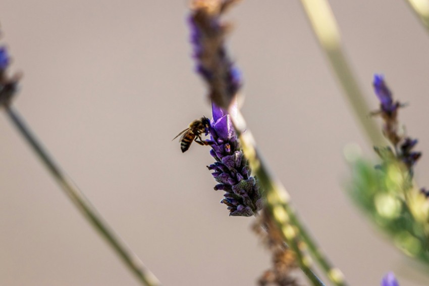 a close up of a flower with a bee on it Bs1