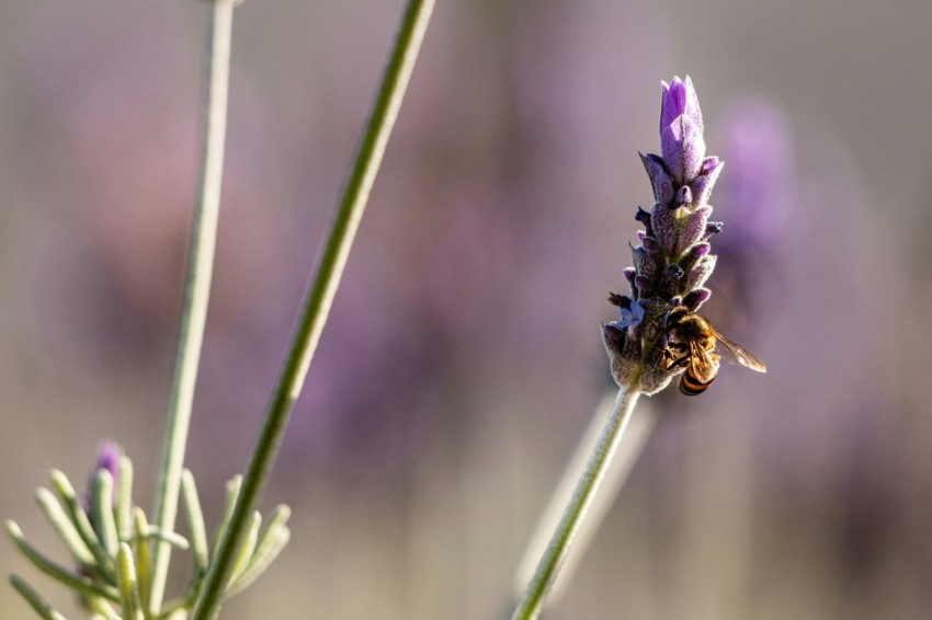 a close up of a flower with a bee on it