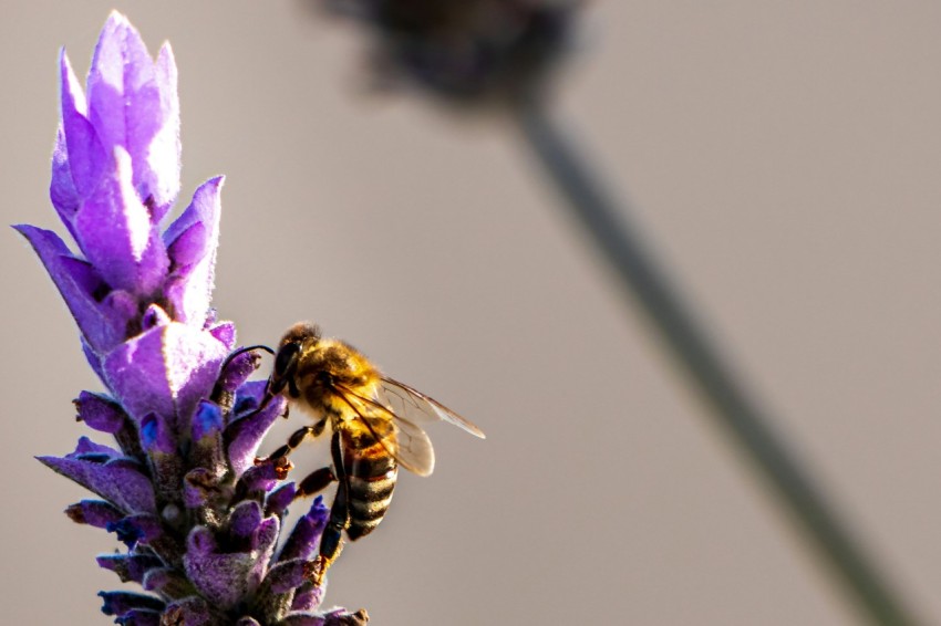 a bee is sitting on a purple flower