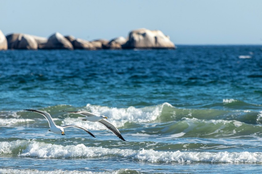 a bird flying over a body of water