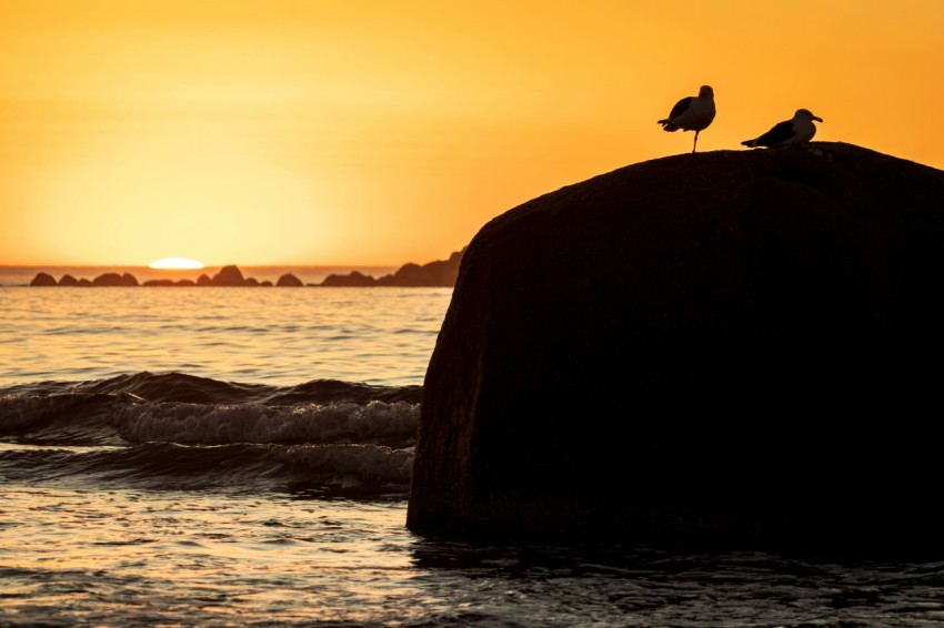 a couple of birds sitting on top of a rock