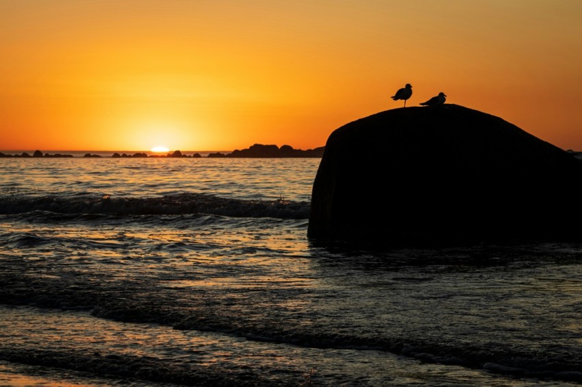 a bird is sitting on a rock in the water