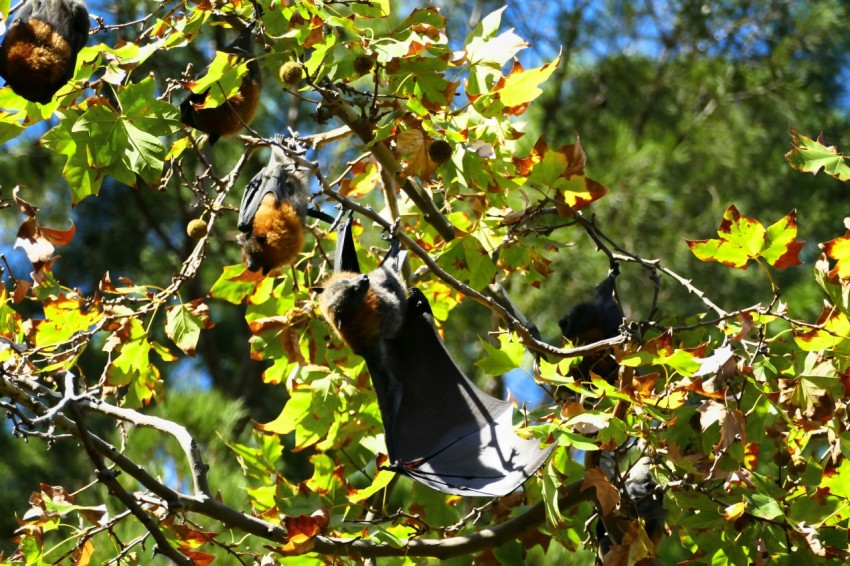 a pair of shoes hanging from a tree branch