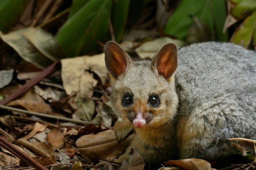 a small animal sitting on top of a leaf covered ground