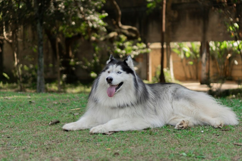 a white and black dog laying on top of a lush green field