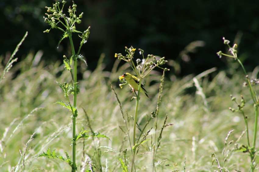 a close up of a plant in a field of grass