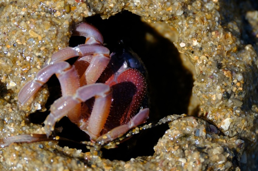 a bug crawling on a rock in the sand