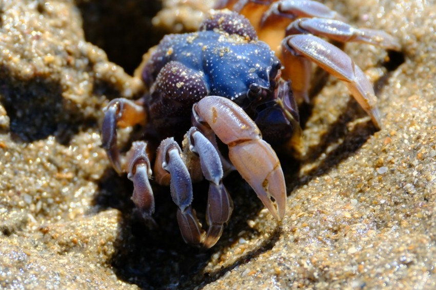 a close up of a blue crab on a rock