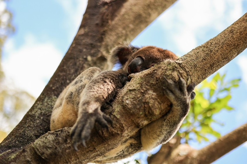 a couple of animals that are in a tree