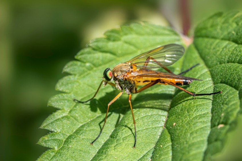 a close up of a fly on a leaf