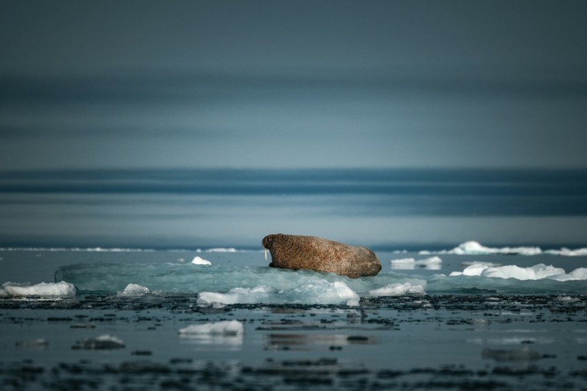 a large rock in the middle of a body of water