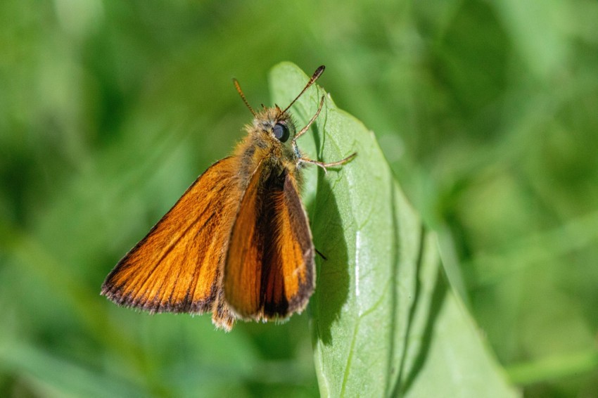 a close up of a butterfly on a leaf