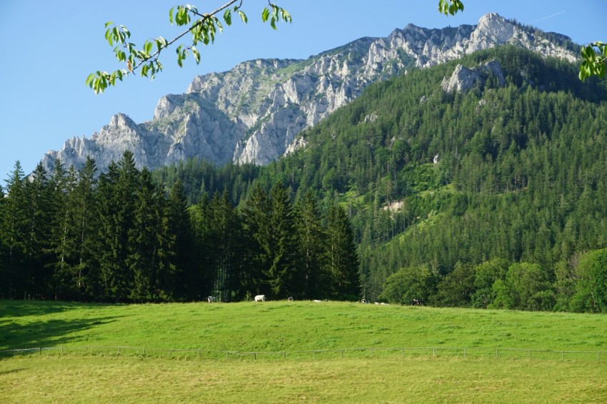 a grassy field with a mountain in the background