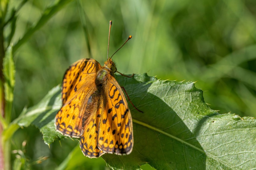 a yellow and black butterfly sitting on a green leaf