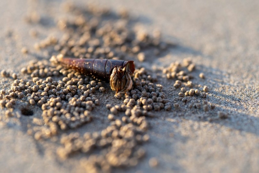 a bug crawling in the sand on a beach