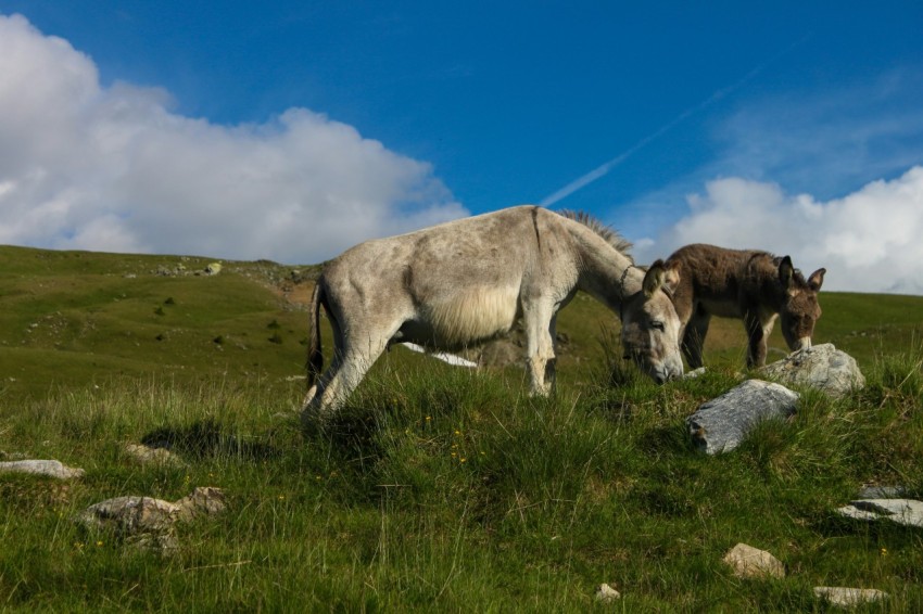 two horses are grazing on a grassy hill