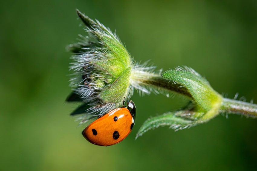 a lady bug sitting on top of a green plant rkUA