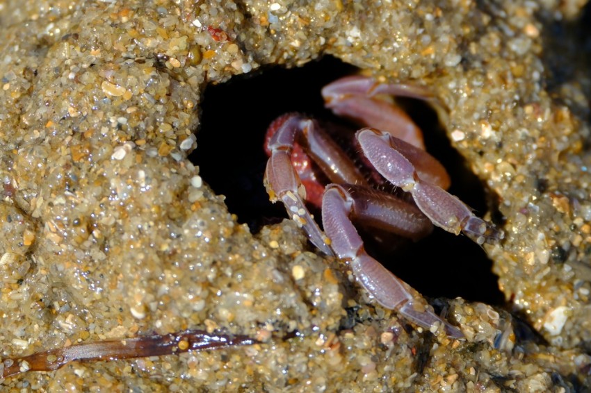 a close up of a bug on the ground