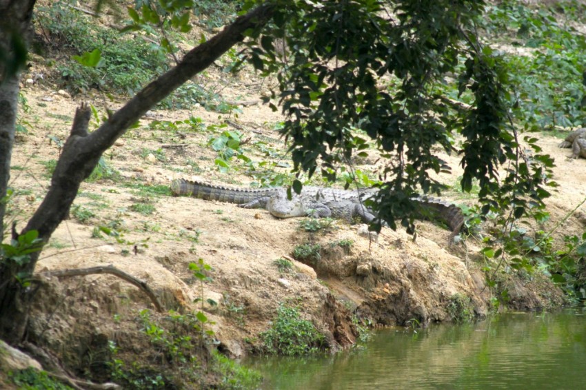 a giraffe standing next to a body of water