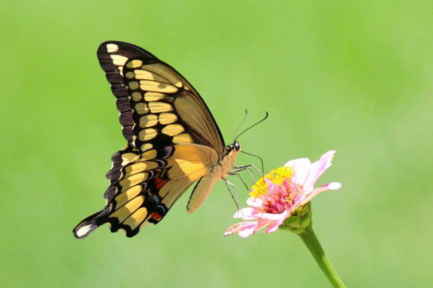 a butterfly sitting on top of a flower