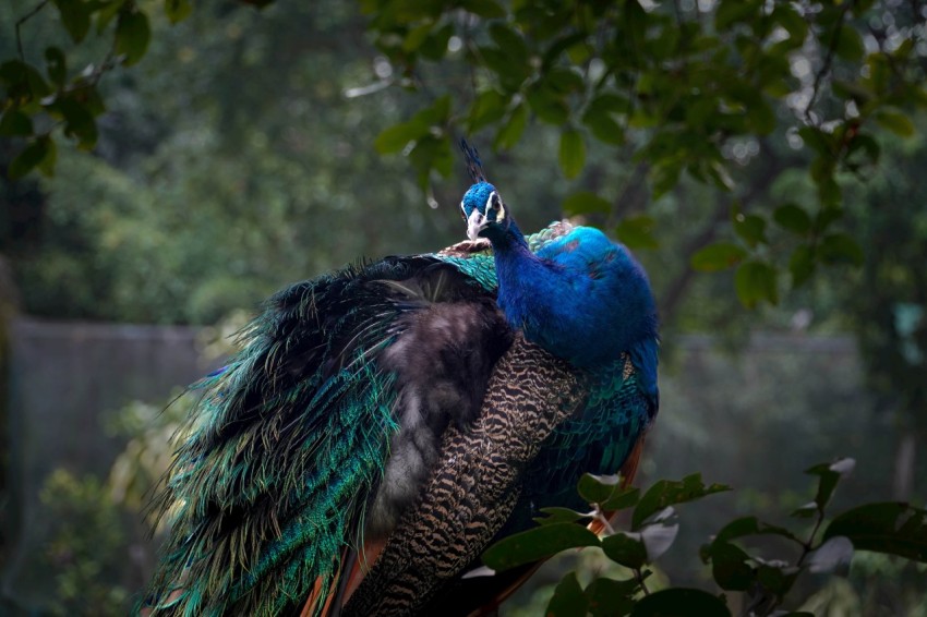 a peacock sitting on top of a tree branch QPKW