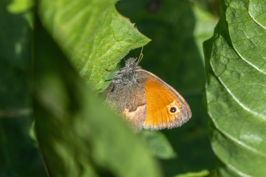 a brown and orange butterfly sitting on a green leaf  L7