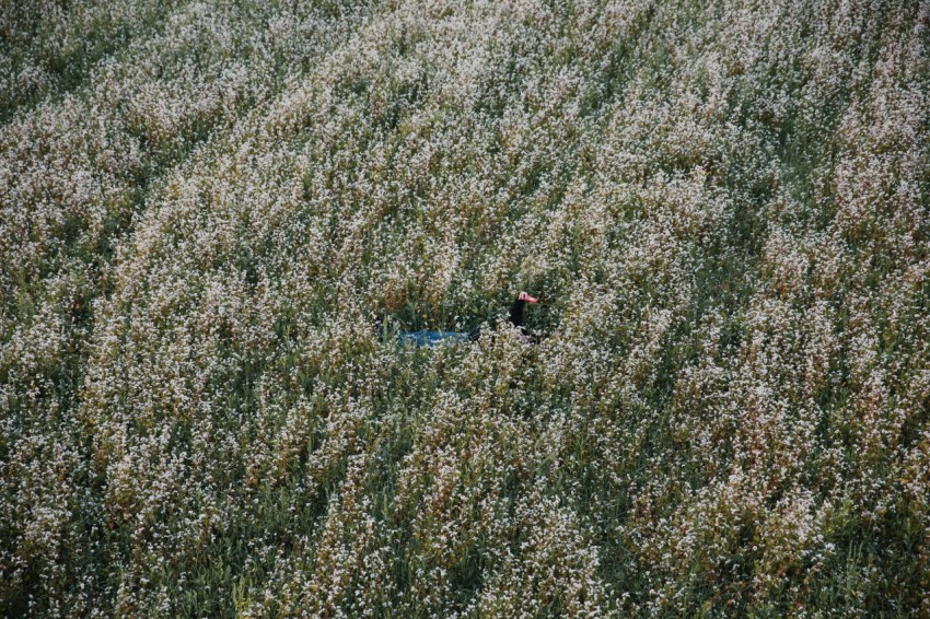 an aerial view of a field of flowers