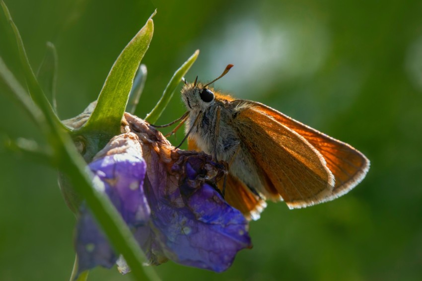 a close up of a butterfly on a flower