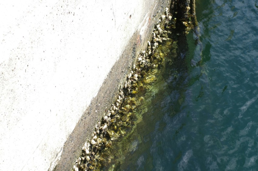 a group of birds sitting on the edge of a pier