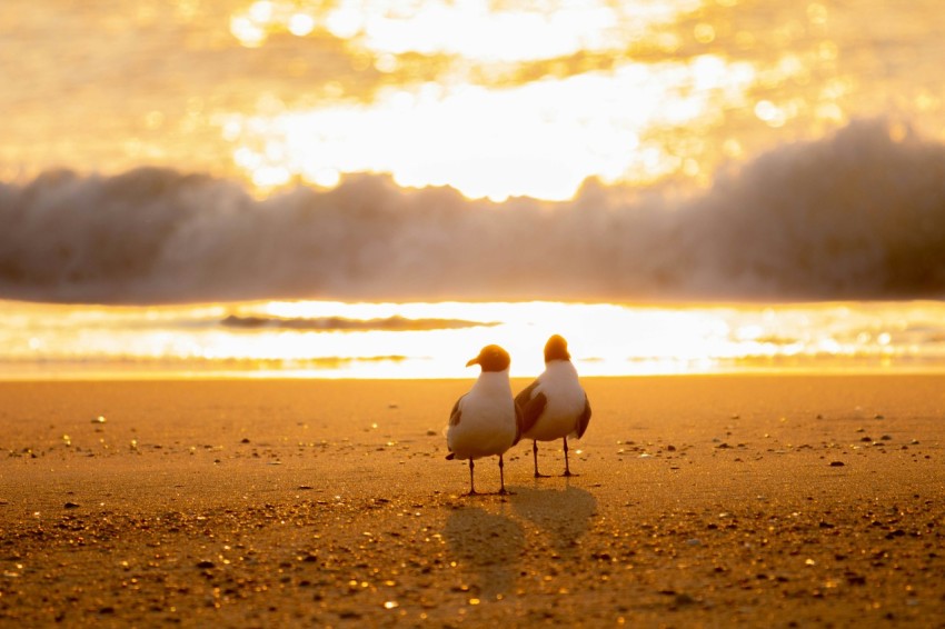 two seagulls standing on the beach at sunset