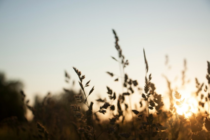 the sun is setting over a field of tall grass