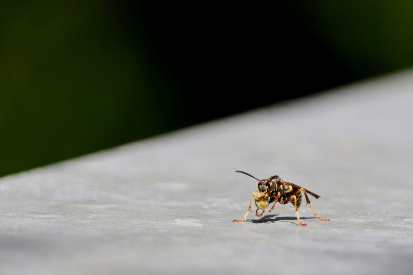 a close up of a bee on a table